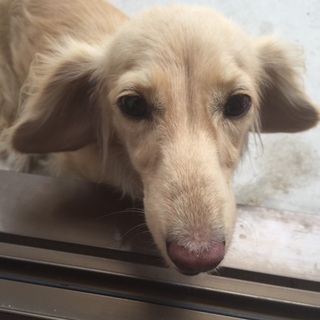 Ｍダックス♀２歳☆甘えん坊☆