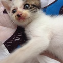 急募！人懐っこい子猫保護！