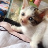 急募！人懐っこい子猫保護！ サムネイル2