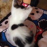 急募！人懐っこい子猫保護！ サムネイル4