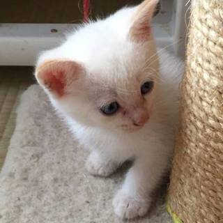 白色雄の赤ちゃん猫です。耳としっぽが薄茶色