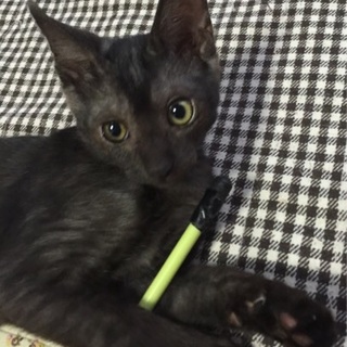 人馴れ抜群陽気なブラックスモーク