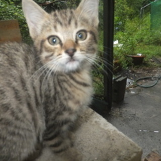 ９匹の子猫が、おかげさまで、残り1匹になりました。