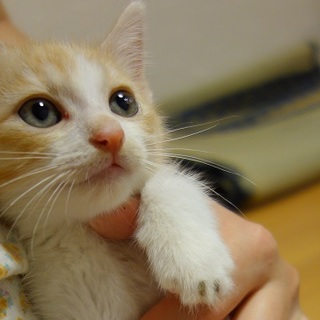 人が大好き・猫が大好き・遊ぶの大好き