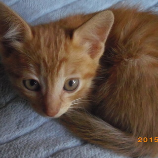 茶トラの子猫の里親募集中