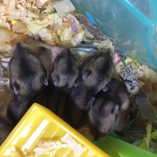 ジャンガリアンの赤ちゃんです。