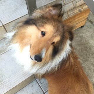 里親さんを真剣に探しています