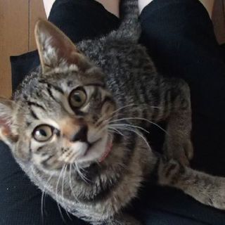 膝大好き、甘えん坊キジ君里親募集中