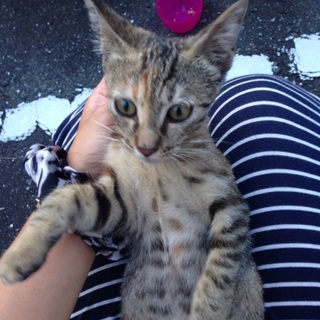 ワクチン.レボします！野良ちゃん助けてください！