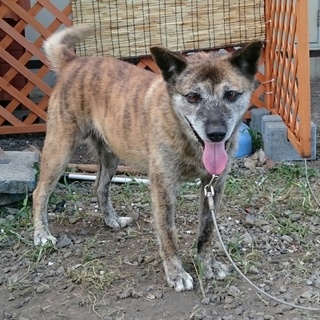 成犬の里親募集