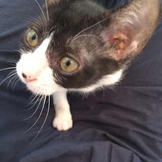 ネズミ顔のハチワレちゃん