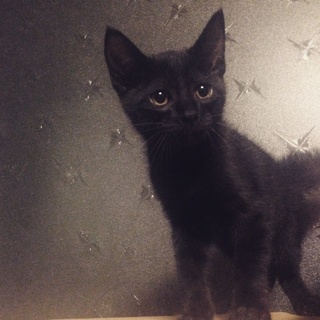 黒猫(生後4ヶ月 雄)の里親さん募集中