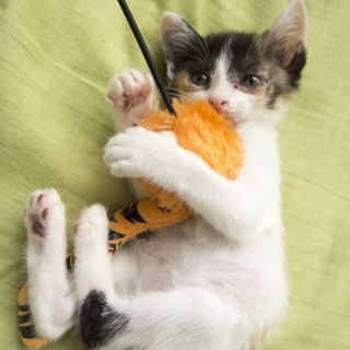 人懐っこいまだら模様の三毛猫です