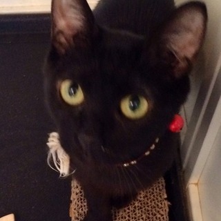 小柄な黒猫ちゃん