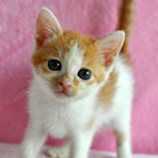 お耳が白いミシロちゃん♪