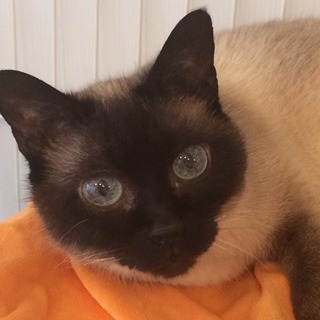 ブルーの瞳のシャムちゃん