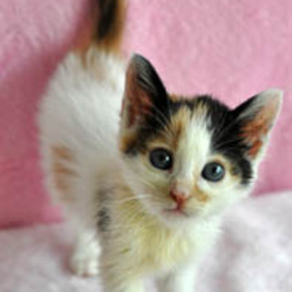 ちっちゃい三毛猫　ごもくちゃん☆