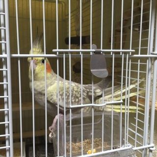 オカメインコの里親募集です。