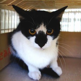 ★白黒の個性派美人ジュレちゃん★