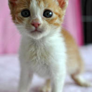 お耳が茶色のミミチャちゃん♪