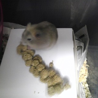 ノーマルジャンガリアン♀里親さん募集