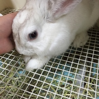 白とグレーの大人しいうさちゃん！