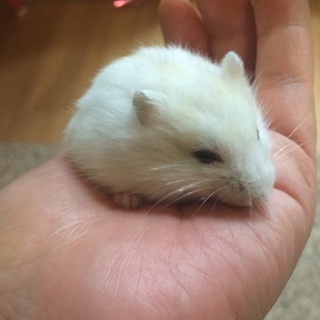 7月14日産まれ♩ジャンガリアン女の子