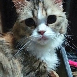 スコティッシュフォールド・まい