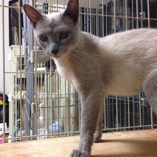 ロシアンブルーのシャルム♀