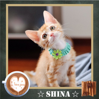 激萌え　チームスパイス「シナ」のご家族カモーン！　