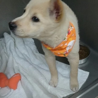 現在トレーニング中のわんちゃん里親様募集です