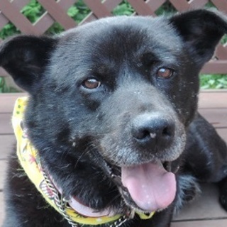 大きな体で優しく穏やか、最高の伴侶です　ドーン君