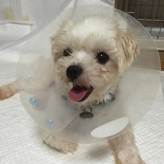 甘え下手なマルチーズ♂まるちゃん