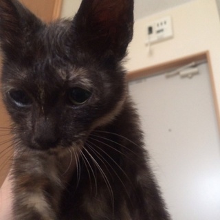 至急！2ヶ月メス子猫