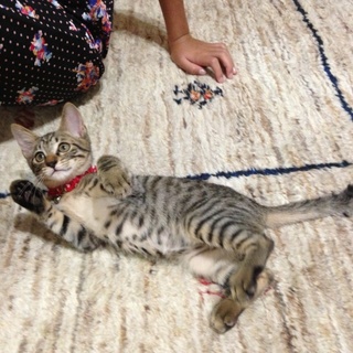 カギしっぽのぼうやをもらってください。