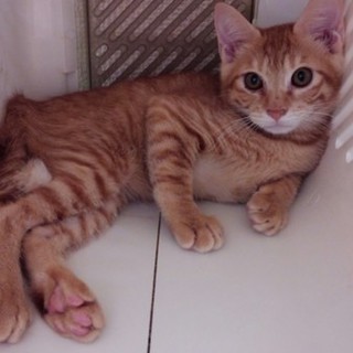 仔猫の里親募集です！