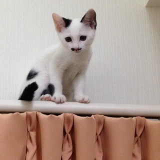 おしとやか舞妓さん風❤おてんば、ゆりちゃん