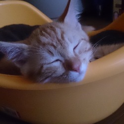 子猫用トイレがベット