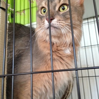 　ツンデレな男の子　テト君　３歳