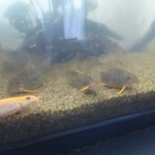 コリドラス、ヒドジョウ等