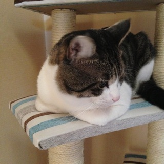 ♂4歳クールだけど甘えん坊猫ちゃんの家族募集