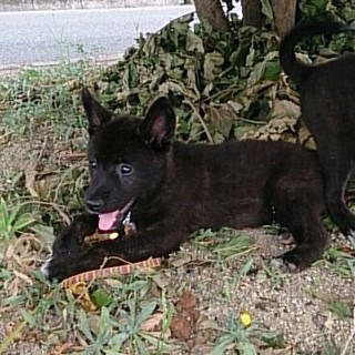 ☆ころころ可愛い黒子犬　男の子　そらくん☆