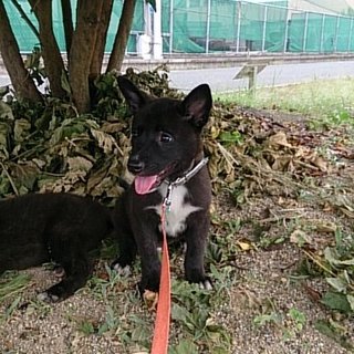 ☆ころころ可愛い黒子犬　男の子　カイくん☆