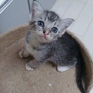 ☆涼しげなサバトラ　男子　わさびくん☆