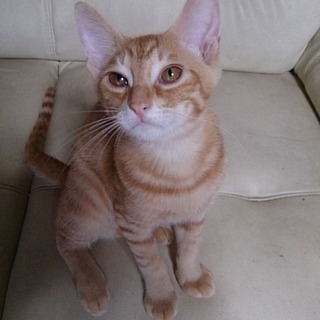 ☆甘えん坊　茶トラ　男の子　たんとくん☆