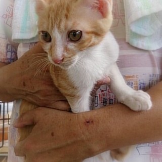 ☆優しい茶トラ　男子　ちゃと☆