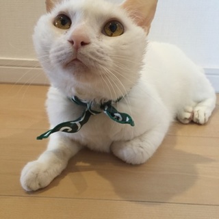 とてもおっとり癒し系、人懐こい真っ白猫