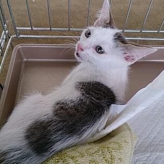 ☆行くところがありません　はーちゃん☆