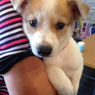 ☆可愛いぶち子犬　ぶちぃちゃん☆