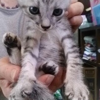 ☆家の前に捨てられていました　サバトラ　男の子☆